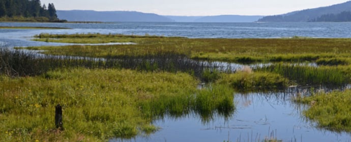 What are wetlands and how to they affect us?